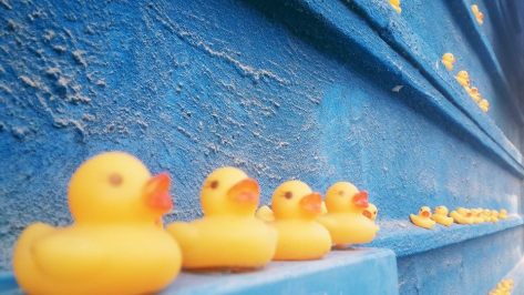 ברווזים, צילום : דויד פרץ 